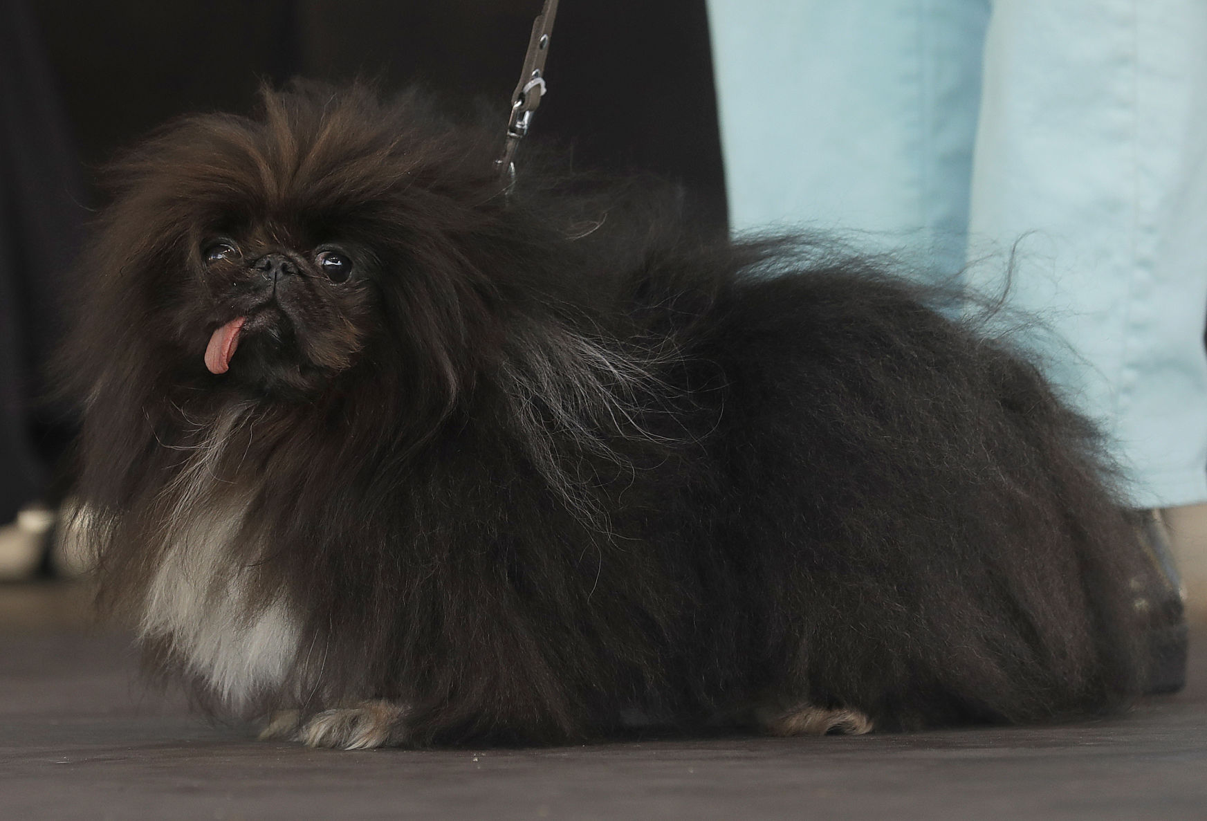 Wild Thang the Pekingese